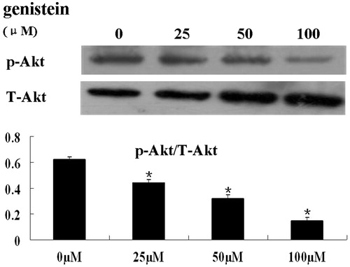Figure 4. Treatment of HCT-116 cells with genistein resulted in reduced phosphorylation of Akt. HCT-116 cells were treated with 0, 25, 50, and 100 μM of genistein for 48 h. Total protein was extracted for immunoblotting of p-Akt and total Akt. The quantification of the western blot assays is presented as mean ± SD for triplicate experiments. *p < 0.05 versus the control group (0 µM).