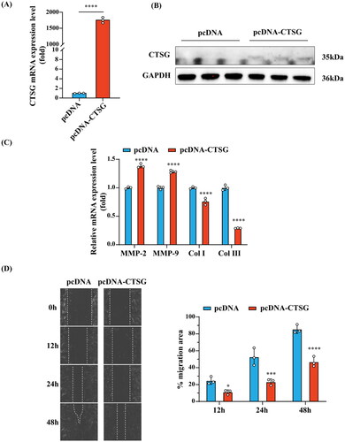 Figure 8. Effects of CTSG overexpression on VSMCs. (A) RT-qPCR validation of CTSG overexpression in VSMCs. (B) Validation of CTSG overexpression by western blotting. (C) mRNA levels of MMP2, MMP9, collagen I, and collagen III were evaluated by RT-qPCR. (D) Wound healing scratch test was performed at VSMCs. *p < 0.05, ***p < 0.001, and ****p < 0.0001. VSMCs: vascular smooth muscle cells; MMP: matrix metalloproteinase.