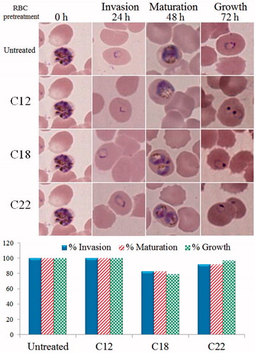 Figure 4. Pretreatment of host red blood cells with antiplasmodial extracts to find if their action is against host red blood cells. The aim of the experiment was to judge if the extracts are selectively toxic to the malaria parasite or that they are toxic to host red blood cells leading to indirect antiplasmodial toxicity. Uninfected human red blood cells were incubated (48 h, 37 °C) with extracts of C12, C18, and C22 each at its antiplasmodial IC100. Results shown above indicate that there was no significant effect of pre-exposure on invasion, maturation, or growth of the malaria parasite suggesting the selective action of extracts on Plasmodium falciparum with no significant toxicity against host red blood cells.