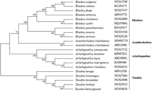 Figure 1. The phylogenetic analysis of Acanthorhodeus chankaensis and other Rhodeus fishes based on the mitogenome sequences.