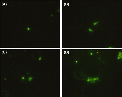 Figure 4. The result of immunofluorescent staining, showing the effect of TiO2-NPs on α-Syn aggregation in PC12 cells.