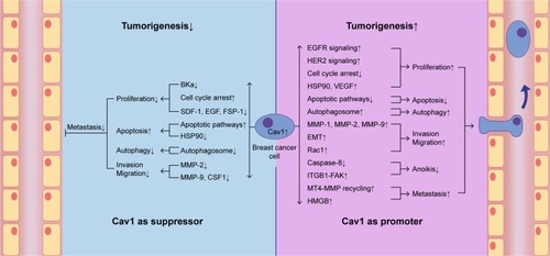 Figure 3 Cav1 acts both as a suppressor and a promoter in breast cancer cell tumorigenesis.Notes: Cav1 can act as a suppressor in breast cancer cell carcinogenic process via suppressing breast cancer cell proliferation, autophagy, invasion and migration and promoting apoptosis. Cav1 can also act as a promoter in breast cancer cell carcinogenic process via promoting breast cancer cell proliferation, autophagy, invasion, migration and metastasis, and suppressing apoptosis and anoikis.Abbreviations: BKCa, large conductance Ca2+-activated potassium; Cav1, caveolin-1; CSF1, colony-stimulating factor 1; EMT, epithelial to mesenchymal transition; FSP-1, fibroblast-specific protein-1; HER2, human epidermal growth factor receptor-2; HSP90, heat shock protein 90; MMP, matrix metalloproteinase; MT4-MMP, membrane type 4 matrix metalloproteinase; VEGF, vascular endothelial growth factor; SDF-1, stromal cell-derived factor-1.