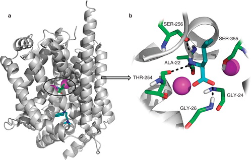 Figure 2. LeuT structure. (a) Overall structure of the LeuT protein with the S1-binding site containing L-leucine (green) and two sodium ions (magenta) and the S2-binding site containing the tricyclic antidepressant imipramine (cyan). (b) Close-up of the S1-binding site; the leucine molecule sits in a very tight binding site and makes several hydrogen bonding interactions with Ala22, Gly26, Thr254 and Ser256. There is also a large hydrophobic interaction between the ligand and Tyr108, Phe259 and Ile359. This Figure is reproduced in colour in Molecular Membrane Biology online.