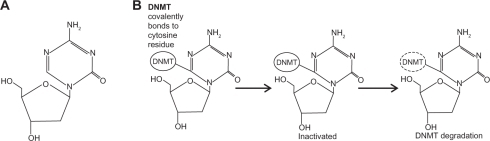 Figure 1 Structure and trapping mechanism of decitabine. A) The chemical structure of decitabine (4-amino-1-(2-deoxy-β-D-erythro-pentofuranosyl)-1,3,5-triazin-2 (1H)-oneC8H12N4O4). B) The action of the DNMTs is inhibited by decitabine-incorporated DNA. Covalently trapped DNMTs are degraded, leading to depletion of cellular DNMTs.