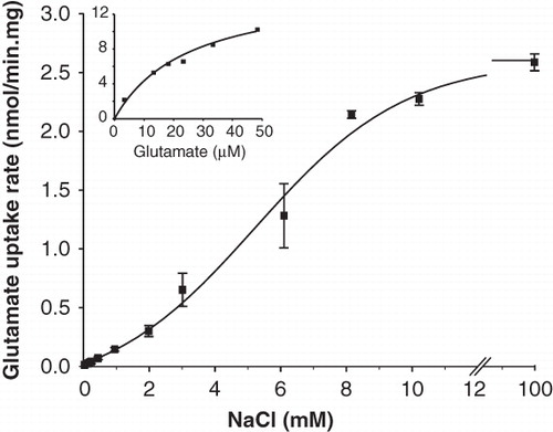 Figure 3. Kinetic parameters of GltS in RSO membranes. The initial rate of uptake of L-glutamate at a concentration of 2.9 μM in RSO membranes expressing GltS was measured at the indicated Na+ concentrations. The K0.5 for Na+ was 5.8 ± 0.5 mM. Inset, L-glutamate dependent kinetics of the same membranes at a concentration of 10 mM of Na+. The affinity for glutamate was KM = 13.5 ± 3.5 μM.
