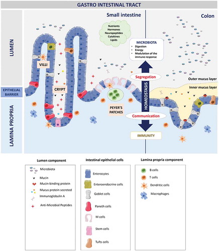 Figure 2. Organization of the gastro-intestinal tract.The gastro-intestinal tract forms a physical and biochemical barrier capable of segregating microorganisms from the host with the ability to discriminate commensals from pathogenic microorganisms. The physical barrier consists of a monolayer of cells, which includes various intestinal epithelial cell types (IECs) differently organized from the small intestine to the colon. The biochemical barrier consists of a mucus layer whose composition, structure and also properties differ between the small intestine and the colon. In the small intestine, the mucus is composed of a highly dynamic monolayer, not anchored to the surface of the epithelial cells. This monolayer of mucus is permeable to the bacteria. However, the distal peristaltic movements keep the microorganisms away from the surface of the epithelial cells. In the colon, the mucus is organized in two layers: the inner layer and the outer layer. The inner layer is in perpetual renewal (approximately every 1 to 2 hours) in order to remain totally germ-free. This layer is firmly anchored to the epithelial barrier through the interaction between mucins in the mucus and the mucins-binding protein located at the surface of the epithelial cells. Due to its size-exclusion filter function (i.e. exclusion of any element of more than 0.5 μm), the inner layer of mucus is impermeable to microorganisms. Finally, the outer layer is the normal habitat of intestinal commensal microbiota. In addition to the secretion of bioactive molecules such as nutrients, hormones, neuropeptides, cytokines and lipids in the gut lumen, the gut microbiota takes an active part in this permanent remodeling as highlighted in germ-free animals in which a thinner layer of mucus is observed as the result of a decreased number of goblet cells compared with conventional animals.Citation61–Citation63 The outer-most layer of mucus is a reservoir of dense populations of commensal microorganisms whose composition is linked to the existing luminal populations.Citation64 Consequently, normal or altered GM and mycobiota will influence goblet cell function as well as the composition and volume of the mucus layer by mechanisms probably involving both the direct effect of locally released microbial factors and/or the indirect effect of bioactive or immune factors resulting from the host-response to intestinal microbes. Moreover, the mucus layer is also a biochemical barrier thanks to the presence of various secreted antimicrobial factors mostly secreted by the cytoplasmic granule-rich Paneth cells (PCs). These PCs are located at the base of the small intestinal crypt in healthy individuals.Citation65 Various factors, including cholinergic agonists, bacteria and bacterial products (such as lipopolysaccharides and lipoteichoic acid),Citation66,Citation67 lead to the discharge of PC granules from the crypt into the mucus layer, forming a biochemical barrier that is crucial for establishing baseline homeostasis for mucosal and systemic inflammatory response. The PCs mainly secrete a panel of antimicrobial peptides (AMPs), which are released in intestinal mucus layer in the small intestine in humans. The composition of the mucus changes along the GI tract, contributing to the increase of the amount of microorganisms in the digestive microbiota between the small intestine and the colon.