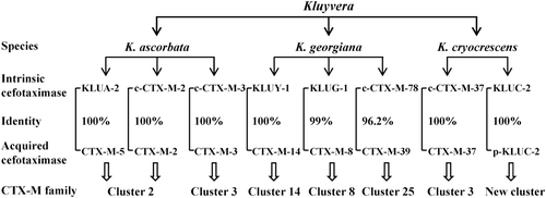 Figure 3.  Identification of intrinsic cefotaximase genes in Kluyvera spp. as the original sources of acquired CTX-Ms based on their amino-acid identities and the homologies of neighboring sequences of the associated genes. c-CTX-M, CTX-M identified on chromosome of Kluyvera spp.; p-KLUC-2, KLUC-2 identified on plasmid in a clinical isolate of Enterobacter cloacae.