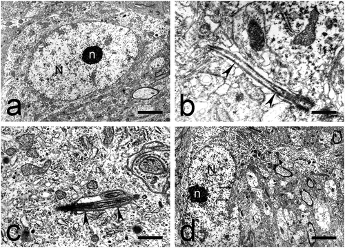 Fig. 4. Medium-sized neurons in the dorsal claustrum in cat. (a) Medium-sized neuron of elliptical shape with an elongated electron-lucent nucleus (N) and a centrally located nucleolus (n) with reticular structure. Scale bar − 3 μm. (b) Cilium in a medium-sized elliptical neuron (black arrowheads). Scale bar − 1.4 μm. (c) Cilium in a medium-sized elliptical neuron (black arrowheads). Scale bar − 1.6 μm. (d) Medium-sized neuron of irregular shape with a large, electron-lucent nucleus (N). The nuclear membrane forms wide shallow invaginations (long black arrows). The nucleolus (n) is relatively large, eccentrically located, with a reticular structure. Scale bar − 4 μm.