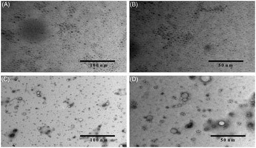Figure 6. Transmission electron microscope (TEM) image of (A) multiple non-targeted micelles (DTX-TPGS-150) in 100 nm scale, (B) multiple non-targeted micelles (DTX-TPGS-150) in 50 nm scale, (C) multiple-targeted TPGS micelles (DTX-TPGS-Tf3) in 100 nm scale and (D) multiple-targeted micelles (DTX-TPGS-Tf3) in 50 nm scale.