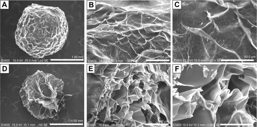 Figure 5 The SEM photographs of the synthesized silver nanoparticles–chitosan composite spheres.Notes: Panel (A) is the SEM photograph of a whole sphere. Panels (B) and (C) are the “zoom-in” counterparts of (A). Panel (D) is the SEM photograph of a sectioned sphere. Panels (E) and (F) are the “zoom-in” counterparts of (D). The scale bars are 1 mm (A and D), 100 μm (B and E), and 50 μm (C and F), respectively.Abbreviation: SEM, scanning electron microscopy.