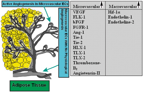 Scheme 1. A schematic representation of two distinct endothelial cell types in adipose tissue. The angiogenesis process which includes endothelial cell growth (proliferation), migration and maturation and leads to vessel formation occurs mainly at the microvasculature level. Differential expression of some growth factors, receptors, enzymes and homeobox genes in various macrovascular and microvascular ECs are also summarized in the table. VEGF, vascular endothelial growth factor; FLK-1, kinase insert domain containing receptor; bFGF, basic fibroblast growth factor; FGFR-1, fibroblast growth factor receptor-1; Ang-1, angiopoietin-1; Tie-1, tyrosine kinase with immunoglobulin-like and EGF-like domain-1; Tie-2, endothelial-specific receptor tyrosine kinase; HLX-1, TLX-1, TLX-2, homeobox genes; Hif-1α, hypoxia-inducible factor-1α (Murakami et al., Citation2001; Murthi et al., Citation2007; Sobrevia et al., Citation2011; Wang et al., Citation2009).