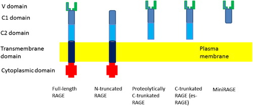 Figure 9. The structure of full-length RAGE and its variants. The V-type domain is critical for binding of RAGE–ligand axis. Deletion of this domain results in an N-truncated form that does not bind ligands. The C-truncated, circulating soluble RAGE contains only the extracellular domain of the receptor. It may be a result of alternate endogenous splicing (esRAGE) or proteolytic cleavage.