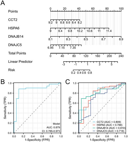 Figure 3. Evaluation of predictive biomarkers and model performance for AS risk assessment. (A) Nomogram for predicting the probability of disease risk based on the expression levels of four biomarkers: CCT2, HSPA6, DNAJB14, and DNAJC5. (B) ROC curve for the predictive model. (C) ROC curves for individual biomarkers CCT2, HSPA6, DNAJB14, and DNAJC5.