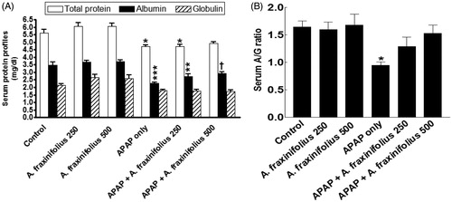 Figure 5. Serum total protein, albumin and globulin levels (A) and A/G ratio (B) of control and intoxicated rats. Values are means, with their standard errors represented by vertical bars. A. fraxinifolius: Acrocarpus fraxinifolius; APAP: N-acetyl-p-aminophenol *p < 0.05, **p < 0.01, ***p < 0.001: compared with the healthy control group; †p < 0.05: compared with the APAP-intoxicated group that received vehicle; (one-way ANOVA with Tukey’s multiple comparison test).