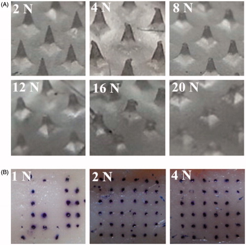 Figure 2. (A) The images of DMA before and after force application. (B) The images of skin surface after treated with DMA and dyed with Trypan blue.
