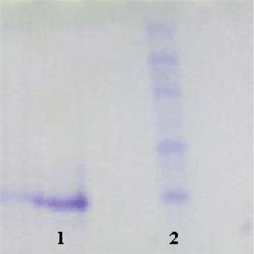Figure 1.  SDS-PAGE photograph. Lane 1: Sheep liver CA IV. Lane 2: Standard proteins: rabbit phosphorylase B (97.4 kDa), truncated β-galactosidase (83 kDa), bovine albumin (66 kDa), chicken ovalbumin (45 kDa) and bovine carbonic anhydrase (29 kDa).