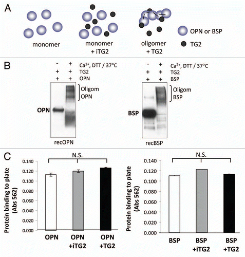 Figure 2 Oligomerization of rat recombinant OPN and BSP for cell adhesion assays. (A) Schematic representation of samples used in the cell adhesion study. (B) Western blot analysis of rat recombinant OPN and BSP before and after incubation with TG2. Proteins were detected with LF-123 and LF-100 antibodies (courtesy of Dr. Larry W. Fisher, NIDCR). (C) Protein coating efficiency of OPN and BSP samples. Proteins were coated onto 96-well microplates overnight at 4°C and the protein binding to the surface was assessed by BCA reagent followed by measured optical density at 562 nm. Error bars represent standard error of the mean (SEM). Differences between protein binding to surfaces were not significant (N.S.).