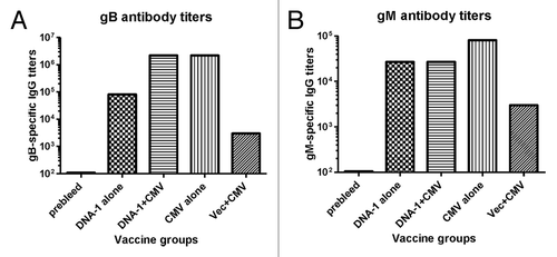 Figure 7. Detection of antibodies specific to gB (A) and gM (B) antigens by ELISA. gB-specific and gM- specific IgG titers were measured in mice sera collected after: 3 immunizations with DNA-1 alone, 2 immunizations with DNA-1 plus CMV, 3 immunizations with CMV alone or 2 immunizations with vector alone plus CMV. Data are shown as geometric mean titers within the group. P values indicate statistically significant differences measured by T test.