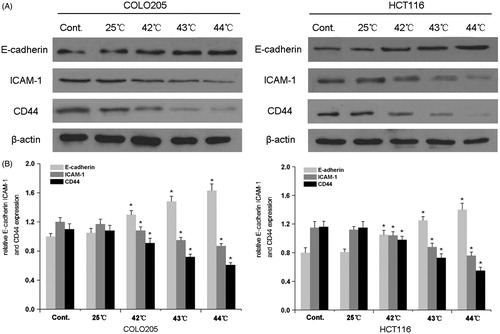Figure 6. Effect of HH-CO2 on the expression of adhesion molecules. E-cadherin, ICAM-1 and CD44 expressions in COLO 205 and HCT 116 cells were detected by western blot analysis. (B) Histograms showing the expression of E-cadherin, ICAM-1 and CD44 relative to that of β-actin. Each data point represents the mean ± SD from three independent experiments. *p < 0.05 versus control.