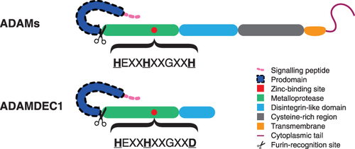 Figure 1 Schematic diagram illustrating the structural differences between the typical ADAMs and ADAMDEC1. The structural composition of ADAMDEC1 consists of a signaling peptide, prodomain, metalloprotease and disintegrin-like domain. The third histidine (H) of the characteristic histidine repeat motif in the zinc-binding site is replaced by aspartate (D) within the metalloprotease domain of ADAMDEC1.