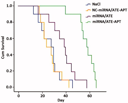 Figure 6. Kaplan–Meier survival curve of human PCa bone metastasis mice model. APT, aptamer; ATE, atelocollagen; and NC, negative control.