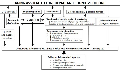 Figure 1 Aging-associated functional and cognitive decline and its relationship with autonomic function, circadian rhythms, melatonin and falls (orthostatic intolerance).