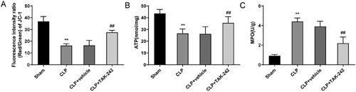 Figure 4. TAK-242 improves mitochondrial function in kidney tissues of septic rats. (A–C) Detection of mitochondrial membrane potential (JC-1, A), ATP content (B) and MPO activity (C) in kidney tissues of rats in the Sham group, CLP group, CLP + vehicle group, and CLP + TAK-242 group. **p < 0.01, vs. Sham group; ##p < 0.01, vs. CLP + vehicle group. ATP: adenosine triphosphate; MPO: myeloperoxidase.