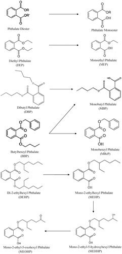 Figure 1. The general chemical structure of a phthalate diester (alkyl chains designated by R) in addition to the chemical structures of the more commonly researched phthalates and major metabolites of the diester.