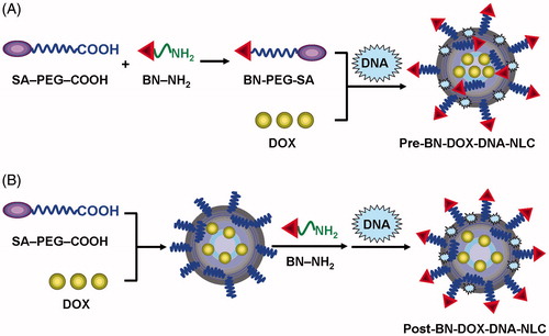Figure 2. Schematic diagrams showing the preparation of Pre-BN-DOX-DNA-NLC (A) and Post-BN-DOX-DNA-NLC (B).
