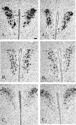 Figure 1 Representative bright-field photomicrographs illustrating the hybridisation signal in the PVN of WT (left panels: A1, B1, C1) and nNOS KO mice (right panels: A2, B2, C2) for (A) AVP mRNA, (B) oxytocin mRNA and (C) CRH mRNA. Scale bar: 20 μm.