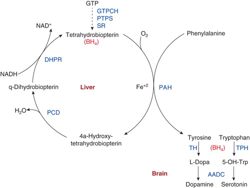 Figure 1. The phenylalanine hydroxylating system in the liver and the function of tetrahydrobiopterin in the brain. BH4 is synthesized from GTP by the enzymes GTPCH, PTPS, and SR. Hydroxylation of phenylalanine to tyrosine by PAH – and of tyrosine to l-DOPA by TH, and Trp to 5-OH-Trp by TPH – results in oxidation of BH4 to a carbinolamine intermediate, which is then reduced back to BH4 by PCD and DHPR. Dopamine and serotonin are produced by decarboxylation of their respective precursors by AADC.