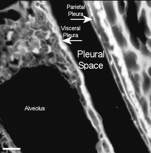 Figure 15.  View of the pleural space from an animal exposed to CSP mixture at 272 days postexposure is shown in the confocal image. This confocal micrograph is very similar to that seen for the air control (Figure 14).