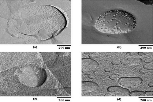 Figure 3.  Freeze fracture TEM images of niosomes composed of Tween 61 mixed with cholesterol (20 mM) at 1:1 molar ratio (A) blank niosomes prepared by scCO2 technique (B) niosomes entrapped with the semi-purified mixed extracts containing F, O, and P (C) niosomes entrapped with the extracts incorporated in gel formulation and (D) niosomes entrapped with the extracts incorporated in cream formulation (magnification 12.0K ×, scale bar 200 nm).