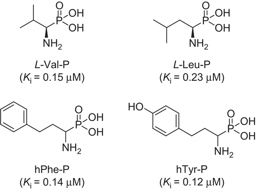 Figure 2.  Selection of α-aminophosphonic acid inhibitors of LAP: analogues of natural (L-Val-P [Citation30] and L-Leu-P [Citation29]) and non-natural (hPhe-P and hTyr-P [Citation32]) amino acids, and their activity towards LAP.