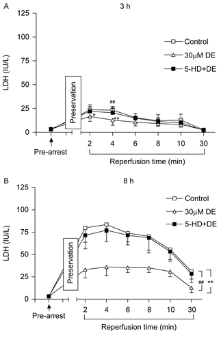 Figure 3.  Release of myocardial lactate dehydrogenase (LDH) in coronary effluent before arrest and during reperfusion after hypothermic preservation. (A) 3 h of preservation; (B) 8 h of preservation. Data are expressed as mean ± SD, n = 8. *p < 0.05, **p < 0.01 vs. control group; ##p < 0.01 vs. 30 μM DE group.