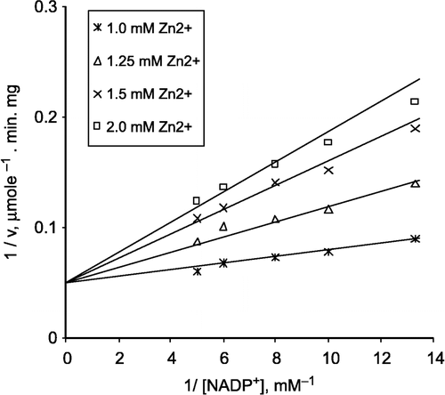 Figure 3 Lineweaver-Burk double reciprocal plot of initial velocity against NADP+ as varied substrate and Zn2+(1.0–2.0 mM) as inhibitor at different fixed G-6-P (0.4 mM) concentrations. The velocities were determined in 100 mM Tris/HCl buffer pH 8.0.