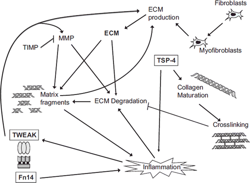 Figure 5. Schematic view of selected factors and pathways involved in the regulation of cardiac ECM remodelling and the potential roles of TSP and TWEAK/Fn14 in the process. The amount of cardiac ECM is determined by the balance between ECM synthesis, deposited mainly by myofibroblasts, and degradation, and regulated by factors like MMPs and TIMPs. The quality of the myocardium is affected by several factors such as intermolecular cross-links between collagen fibres. In addition to established ECM modulating factors, the matricellular protein TSP-4 and the TWEAK/Fn14 pathway seem to have important effects on cardiac ECM structure and homeostasis.