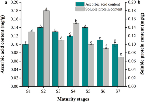 Figure 3. Changes of ascorbic acid content (a) and soluble protein content (b) in YLD at different stages of maturity. Different lowercase and uppercase letters between the columns are significantly different at p < .05. Error bars represent the standard deviation.
