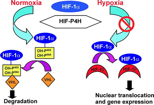 Figure 2.  Regulation of the stability of the HIF-1α by oxygen-dependent prolyl 4-hydroxylation. Under normoxic conditions, HIF-1α is hydroxylated by HIF-P4Hs. Hydroxylation is required for binding of the VHL E3 ubiquitin ligase complex and for subsequent proteasomal degradation. Hypoxia inhibits the HIF-P4Hs, HIF-1α escapes degradation and forms a stable dimer with HIF-β. The dimer is translocated into the nucleus and binds to the HIF-responsive elements in a number of hypoxia-inducible genes.