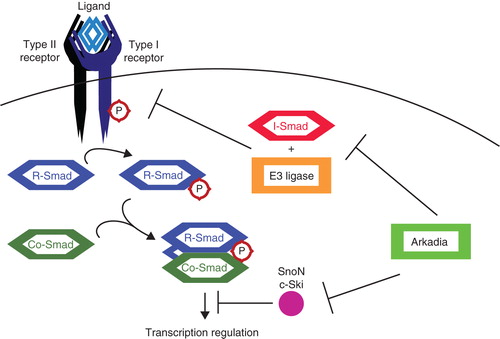 Figure 3. Positive regulation of TGFβ signaling by Arkadia. TGFβ signaling is inhibited by I-Smads, in co-operation with various E3 ligases, targeting several components among which the receptor complexes. SnoN and c-Ski inhibit TGFβ signaling at a later step by acting as transcriptional co-repressors. Arkadia targets I-Smad (Smad7), SnoN, and c-Ski for degradation, thereby positively regulating signaling.