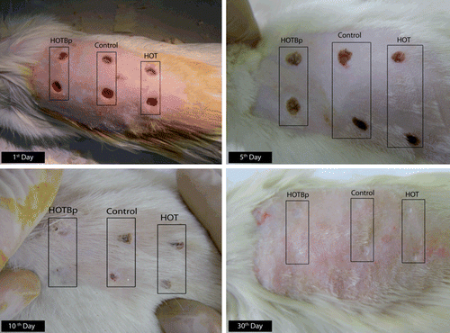 Figure 3.  Photographs of the different rats in different days of the experiment. HOT: hydrophilic ointment treatment, HOTBp: hydrophilic ointment loaded with B. perennis fraction.