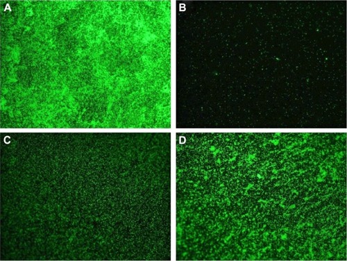 Figure 6 Fluorescent microscope images of Staphylococcus aureus stained on (A) DCVC, (B) DCVC-Ag1, (C) DCVC-Ag2, and (D) DCVC-Ag3 after 6 hours of culture.Abbreviation: DCVC, central venous catheters coated with polydopamine films.