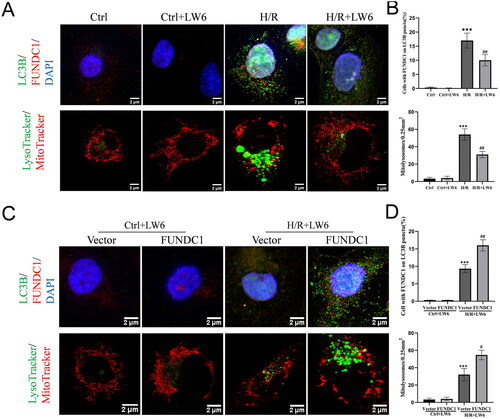 Figure 4. HIF-1α/FUNDC1 signaling mediates mitolysosome formation in HK-2 cells. (A, B) Immunofluorescence. Hypoxia/reoxygenation (H/R) and control cells were treated with 20 µM LW6 for 12 h and then subjected to double labeling of LC3B and FUNDC1, as well as MitoTracker and LyoTracker. The data showed the inhibitory effect of LW6 on the formation of H/R-induced mitolysosomes. (C, D) Immunofluorescence. The H/R and control cells were transfected with the FUNDC1 cDNA plasmid, and double-labeling of LC3B and FUNDC1, as well as MitoTracker and LyoTracker labeling were performed. The data showed that FUNDC1 overexpression reversed the inhibitory effect of LW6 on H/R-induced mitolysosome formation. Scale bar = 2 µm. Data are quantified as mean ± SEM. ***p < .001 vs. control; ##p < .01 vs. H/R group in B. ***p < .001 vs. vector group without H/R; #p < .05 and ##p < .01 vs. vector group with H/R in D.