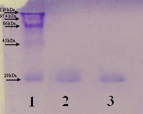 Figure 1 SDS-PAGE analysis of purified HCA-I and HCA-II. Lane (1) standard proteins (E.Coli β-galactosidase (116 kDa), rabbit phosphorylase B (97.4 kDa), bovine serum albumin (66 kDa), chicken ovalbumin (45 kDa) and bovine carbonic anhydrase (29 kDa)). Lane (2) HCA-I. Lane (3) HCA-II.