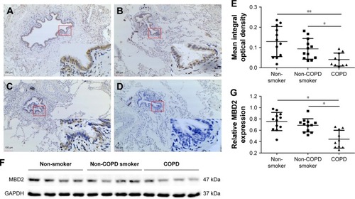 Figure 1 Decreased expression of MBD2 in patients with COPD.