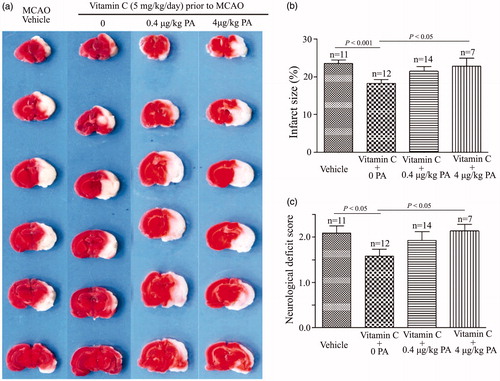Figure 7. BKCa channel blocker Penitrem A (PA) suppresses the effect of vitamin C on MCAO rats. (a) Representative images of brain slices for vehicle-treated MCAO rats and vitamin C pretreated (5 mg.kg−1.day−1 for three weeks prior to MCAO) MCAO rats at 24 hr post-MCAO in the absence and presence of PA (0.4 and 4 μg.kg−1). (b,c) Bar graphs showing relative infarct size (b) and neurological deficit score (c) in vehicle-treated and vitamin C pretreated MCAO rats at 24 hr post-MCAO in the absence and presence of PA.