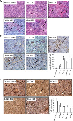 Figure 2. (A) H & E staining of tumor tissues in different treatment groups. Larger necrotic areas were found in the tumor tissues of gold-1a treated (at both doses) melanoma-bearing mice, compared to those in the solvent control group. DTIC was effective in inducing tumor tissue necrosis only when treated at a relatively high concentration (80 mg/kg), but not at a lower concentration (40 mg/kg). Pictures were taken at 200× magnification. Arrows point to necrotic areas. DTIC-40: DTIC (40 mg/kg); DTIC-80: DTIC (80 mg/kg); Gold-0.125: gold-1a (0.125 mg/kg); Gold-0.25: gold-1a (0.25 mg/kg). (B) In situ cell death detection in the tumor tissues in different treatment groups. The numbers of apoptotic cells in the gold-1a-treated (both 0.125 mg/kg and 0.25 mg/kg) groups were obviously higher compared to those in the solvent control group. DTIC was effective in inducing apoptosis only when treated at a relatively high concentration (80 mg/kg), but not at a lower concentration (40 mg/kg). Pictures shown were taken at 320× magnification. Arrows point to apoptotic nuclei. DTIC-40: DTIC (40 mg/kg); DTIC-80: DTIC (80 mg/kg); Gold-0.125: gold-1a (0.125 mg/kg); Gold-0.25: gold-1a (0.25 mg/kg). Data are shown as mean ± SEM of three mice per treatment group. *p <0.05, compared to solvent control. (C) Immunohistochemical detection of CD31 in the melanoma tissues of mice in different treatment groups. iMVD was significantly lower in the gold-1a (0.25 mg/kg) group, compared to the solvent control group. Pictures shown were taken at 100× magnification. Arrows point to CD31-positive microvessels. DTIC-40: DTIC (40 mg/kg); DTIC-80: DTIC (80 mg/kg); Gold-0.125: gold-1a (0.125 mg/kg); Gold-0.25: gold-1a (0.25 mg/kg). Data are shown as mean ± SEM of three mice per treatment group. *p < 0.05, compared to solvent control.
