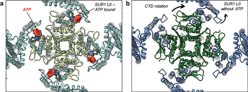 Figure 4. Molecular structure of KATP channels. (a) view of the inhibitory ATP binding site on Kir6.2 (light green) (PDB ID 6BAA) with ATP bound, in a closed pore conformation, with SUR1 (teal) subunits shown. (b) the same view of the pre-open Kir6.2 pore (dark green) (PDB ID 7W4O; pre-open SUR1-Kir6.2H175K fusion) with the inhibitory ATP pocket empty. The ATP-binding pocket is enlarged due to outward movement of SUR1 (blue) L0, and Kir6.2 CTD rotation. Note two other open structures: SUR1/Kir6.2C166S, G334D (PDB ID 7S5X) and PIP2-bound SUR1/Kir6.2Q52R (preprint in bioRxiv, reference [Citation21]) are very similar in Kir6.2-CTD rotation and pore opening, the movement of SUR1-L0 away from Kir6.2, and the enlargement of the ATP binding pocket.