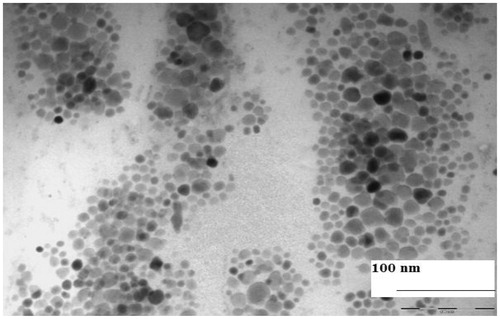 Figure 1. TEM micrograph of PLGA-PEG NPs showing size image of 25–30 nm.