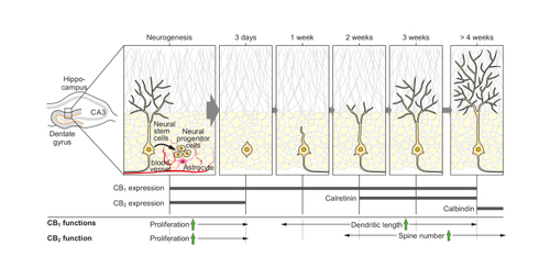 Figure 2. Neurogenesis in the subgranular zone of the adult brain hippocampus. Both cannabinoid type 1 and type 2 (CB1 and CB2) receptors are expressed in neural stem cells and neural progenitor cells and participate in the proliferation of neural stem cells. CB1 receptor also acts later on in the differentiation of the newly generated neurons with regard to dendritic length and spine number. CB1/CB2, cannabinoid type 1/type 2 receptor